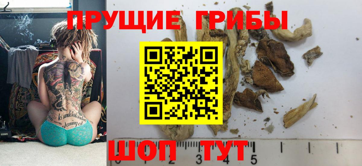 Галлюциногенные грибы Psilocybine cubensis Химки